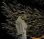 Forest Swords - Engravings
