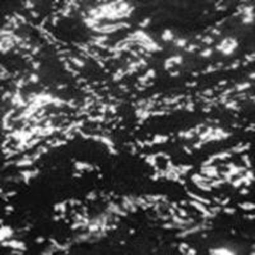 Grouper - Aia