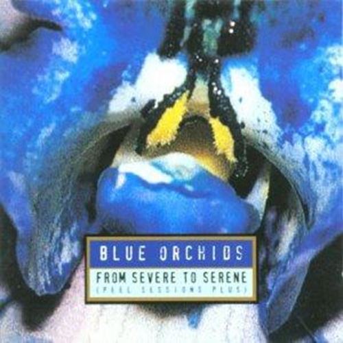 Blue Orchids - From severe to serene