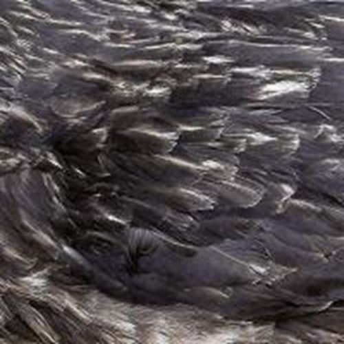 Arstidir - Something Wicked Marches In (reissu