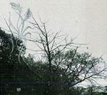 Sadness - Rain