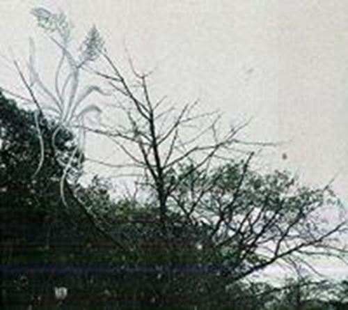 Sadness - Rain