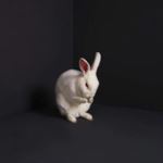 Brume - Rabbits
