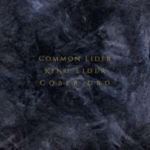Common Eider/king Eider/cober Ord - Palimpseste