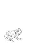 Aoife O'donovan - Bull Frogs Croon