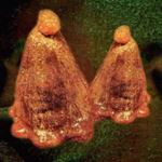 Black To Comm - Oocyte Oil & Stolen Androgens